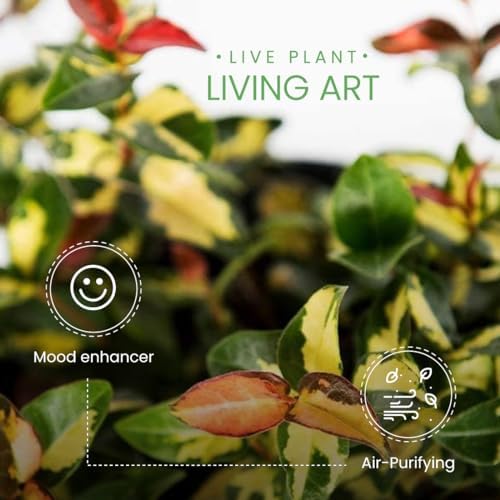 American Plant Exchange Summer Sunset Jasmine – 6-Inch with Pot – Live Fragrant Flowering Vine, Easy Care Plant for Home, Garden, Patio, or Balcony Decor - Image 3
