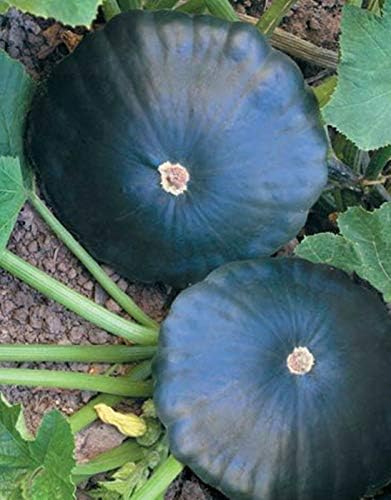 Seeds Vegetable Black Patty Pan Squash Scallop Zucchini - 5 Seeds - Image 3