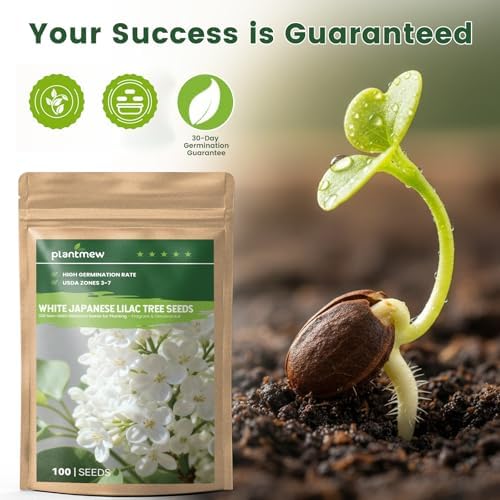 White Japanese Lilac Tree Seeds - 100 Heirloom Seeds for Planting, Fragrant Flowering Tree for Pollinator Gardens, Landscaping & Privacy Screens, USDA Zones 3-7 - Image 7