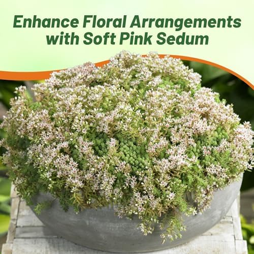 Outsidepride Hispanicum Sedum Seeds - 1000 Pcs Perennial Ground Cover Seeds for Planting, Cold-Hardy & Heat-Tolerant Succulent Plants, Ideal for Rock Gardens, Containers, and Xeriscaping (Pack of 3) - Image 6