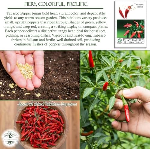 Tabasco Red Hot Chili Pepper Seeds (Capsicum frutescens) – 50+ Non-GMO Heirloom Seeds by Isla’s Garden Seeds, Fiery Compact Variety Producing Red Peppers w Bold Tangy Heat, Hot Sauces, Salsas & Drying - Image 5