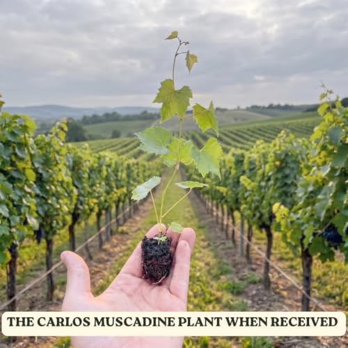 Bronze Muscadine Grape Vine Plant, 8–12 Inch Live Plant, 2 Inch Plug - Image 2