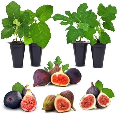 Fig Tree. Set of 4 Starter Live Plants (Collection) by FamPlants