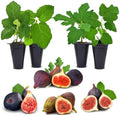 Fig Tree. Set of 4 Starter Live Plants (Collection) by FamPlants