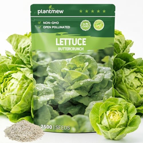 Buttercrunch Lettuce Seeds – 2500 Heirloom Seeds for Planting, Butter Lettuce Seeds for Indoor Outdoor Hydroponic Home Garden by PLANTMEW