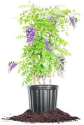 Perfect Plants Amethyst Falls Wisteria Live Plant, 3 Gallon, Vine by PerfectPlantsNursery