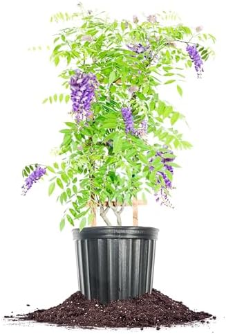 Perfect Plants Amethyst Falls Wisteria Live Plant, 3 Gallon, Vine by PerfectPlantsNursery