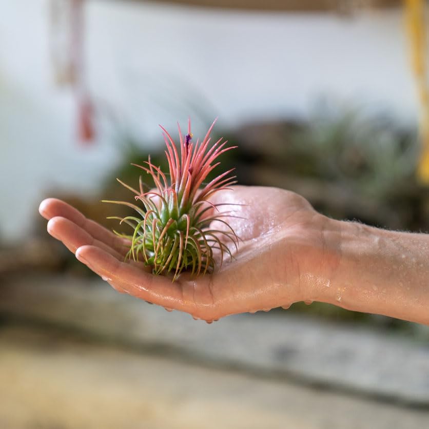 Shop Succulents Ionantha Tillandsia Air Plants, Assorted Mini Live Indoor Plants for Home Decor & Gifts, Low Maintenance, Natural Air Purifier, Hanging Plants, Favors, Terrarium Plants, Pack of 100 - Image 7