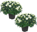 Chrysanthemum (2 Pack) - White Blooms, Live Fall Flowering Perennial, 13" Tall by 12" Wide in 3 Qt Pot by TheThreeCompany