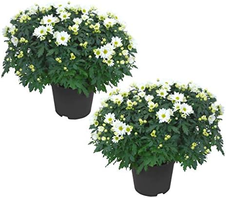 Chrysanthemum (2 Pack) - White Blooms, Live Fall Flowering Perennial, 13" Tall by 12" Wide in 3 Qt Pot by TheThreeCompany
