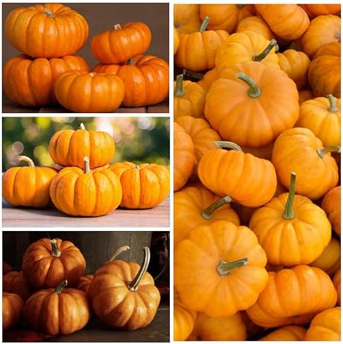 Seed Needs Pumpkin Seeds Variety Pack of 2 Non-GMO & Heirloom Mini Fruits - Image 6