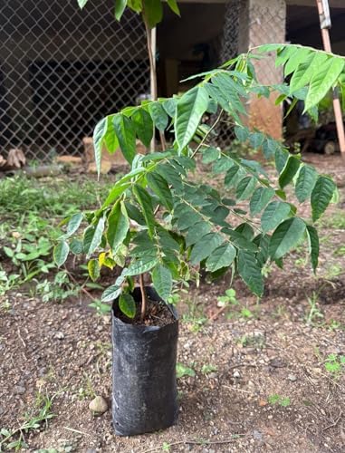 Carambola/Starfruit/Live Fruit Tree 10inch-18inch Plant - Image 3