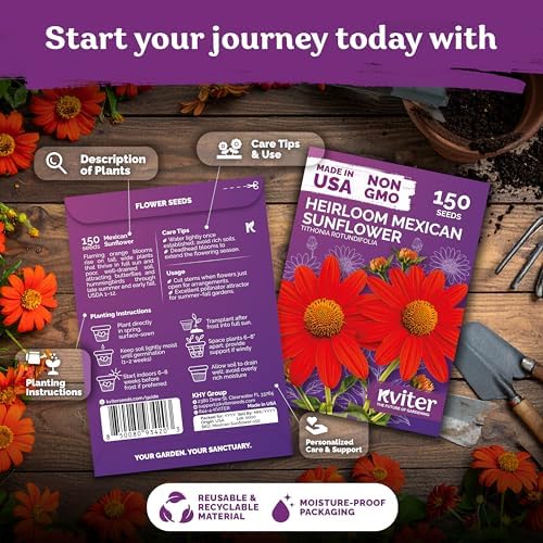 150 Mexican Sunflower Heirloom Flower Seeds, Tithonia Rotundifolia - Image 2