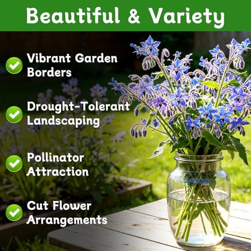 LUOJIBIE Borage Seeds, 2,000+ Blue Borage Seeds for Planting Outdoor & Indoor, Flower Seeds Bulk for Garden, Non-GMO & Heirloom, Easy to Grow - Image 2