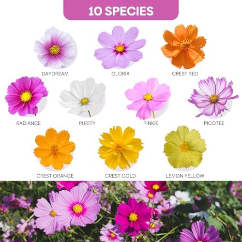 10 Varieties Cosmos Seeds,1 Ounce Over 5000+ Crazy Blend Cosmos Wildflower Seeds -Sensation Mix, Candystripe, Gloria and Sulphur, Non-GMO | Heirloom | Open Pollinated - Image 2