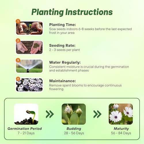 Outsidepride White Osteospermum African Daisy Seeds - 500 Pcs. Perennial Flower Seeds for Planting Outdoors with Long-Lasting Blooms, Drought-Tolerant, Easy to Grow for Sunny Gardens & Borders - Image 4