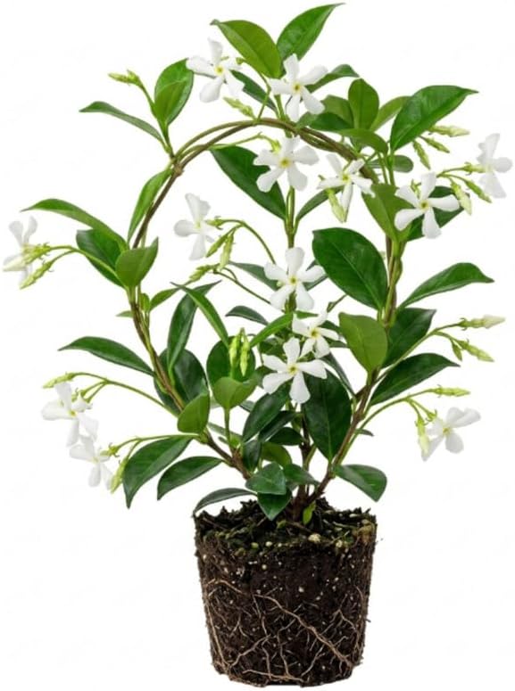 Climbing Star Jasmine Live Plant, 4-7" Tall by Unknown