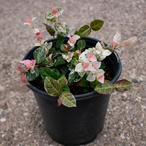 American Plant Exchange Snow & Summer Jasmine – 6-Inch with Pot – Live Fragrant Flowering Climbing Vine, Ideal for Trellises, Garden Beds, or Patio Decor by AmericanPlantExchange