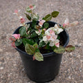 American Plant Exchange Snow & Summer Jasmine – 6-Inch with Pot – Live Fragrant Flowering Climbing Vine, Ideal for Trellises, Garden Beds, or Patio Decor by AmericanPlantExchange