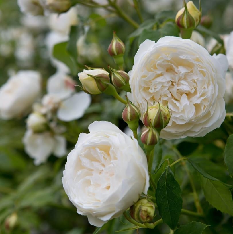 White Climbing Roses Live Plants 7-12 "Tall 5" Pot, Heirloom Roses Climber Repeat Flowering, Vibrant Blooms, Hardy Shrub Outdoor Garden Flower - Image 7