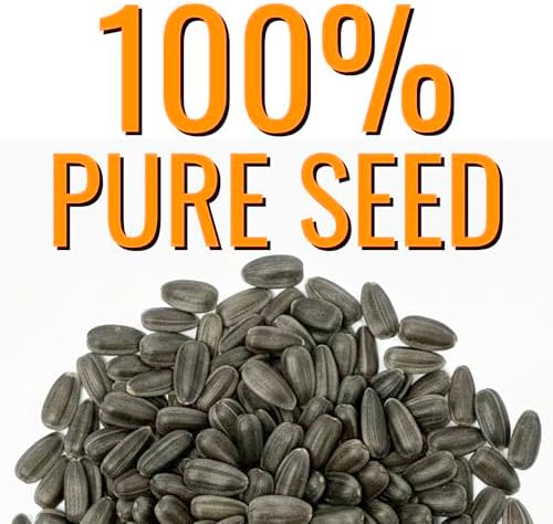 Seed Needs Tall Teddy Sunflower Seeds to Plant Cut Flowers - 2 Packs - Image 6