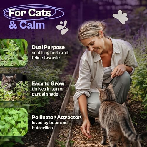 SVI 2500 Catnip Seeds (Nepeta cataria) – Catmint, Best Catnip for Cats Seed Packets, Heirloom Cat Nip Herb Seeds – Outdoor & Indoor Herb Garden, Containers, Herbs Beds - Image 3
