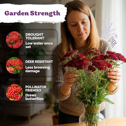 7,000 Red Yarrow Heirloom Flower Seeds, Achillea Millefolium Rubra - Image 4