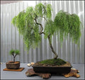 Live Dwarf Australian Weeping Willow Bonsai Tree - Fast Growing, Indoor/Outdoor Bonsai Material by CZGrain