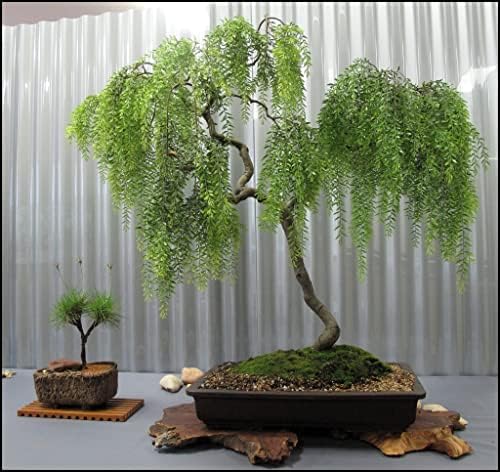 Live Dwarf Australian Weeping Willow Bonsai Tree - Fast Growing, Indoor/Outdoor Bonsai Material by CZGrain