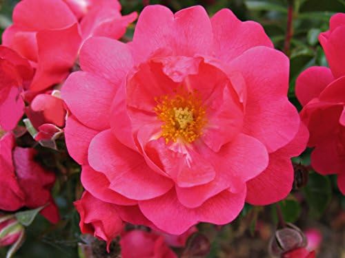 Live Plant from Green Promise Farms Flower Carpet Roses ROSA `FLOWER CARPET PINK SUPREME` Pink Flower Shrub #2 Size Container Pink - Image 2