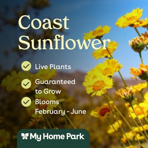 Coast Sunflower 32 Live Plants (Encelia californica) – California Native Wildflower for Outdoor Gardens, Drought Tolerant Pollinator Friendly Landscaping - Image 3