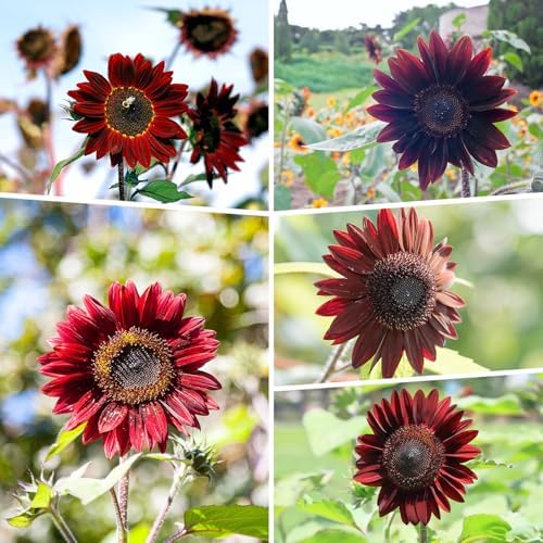 Groundio 160+ Chocolate Sunflower Seeds to Plant - Helianthus Annuus - Image 7