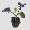 Purple Tree Kale Live Plant in Pot – Tree Collard Perennial Vegetable, 10-20 Year Lifespan - Rare Edible Ornamental, Cold Hardy Cut-and-Come-Again Kale, Fast Growing to 6–10 Ft by Japanese+Maples+and+Evergreens