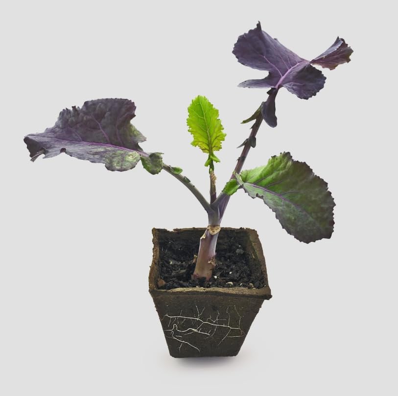 Purple Tree Kale Live Plant in Pot – Tree Collard Perennial Vegetable, 10-20 Year Lifespan - Rare Edible Ornamental, Cold Hardy Cut-and-Come-Again Kale, Fast Growing to 6–10 Ft by Japanese+Maples+and+Evergreens