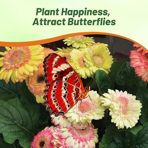 Outsidepride Strawberry Twist Mix Gerbera Seeds - 10 Pcs Perennial, Compact & Low Maintenance, Flower Seeds for Planting w/Semi-Double Blooms, Ideal for Garden Landscaping & Cut Flower Arrangements - Image 6