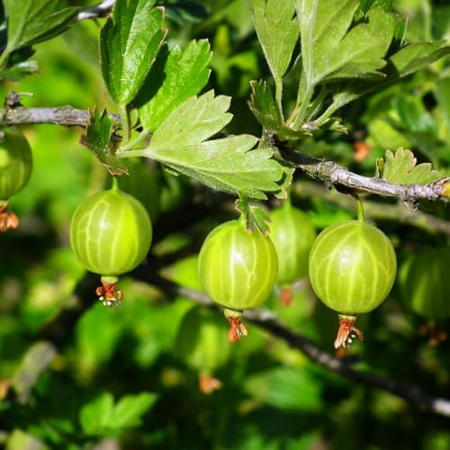 Sweet Gooseberry Plant, 5-7" Live Gooseberry Starter Plant in Soil - Image 3