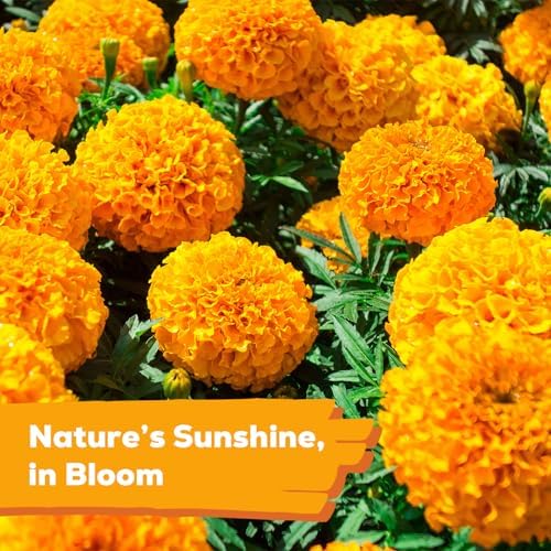 French Marigold Seeds for Planting, 1OZ 10000+ Heirloom Flower Seeds Perennial Seed Packet,Home and Garden Easy to Grow, Indoor & Outdoor Gardening, Plant & Quick Blooming - Image 2