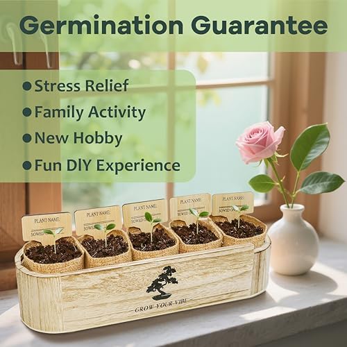 Bonsai Tree Kit for Beginners - Unique Gifts for Women, Crafts for Adults, for Women & Men,Complete Indoor Plant Kit,Easy House Plant - Image 3