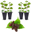 Mulberry Illinois Everbearing Plant (4 Pack) | Real Live Fruit Plants for Sale| Easy to Grow Live Plants for Organic Gardens | Organic Landscaping, and Indoor or Outdoor Planting. by FamPlants