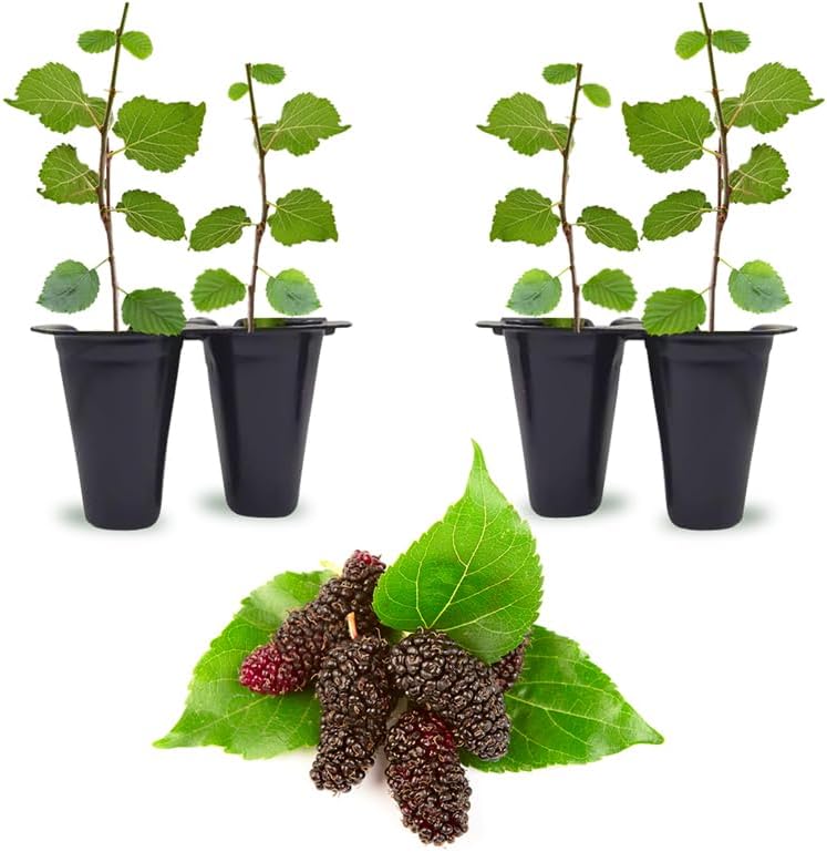Mulberry Illinois Everbearing Plant (4 Pack) | Real Live Fruit Plants for Sale| Easy to Grow Live Plants for Organic Gardens | Organic Landscaping, and Indoor or Outdoor Planting. by FamPlants