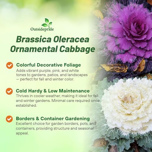 Outsidepride Ornamental Cabbage Flower Seeds - 2000 Pcs. Annual, Cold Tolerant & Low Maintenance, Flower Seeds for Planting Vibrant Mixed Blooms, Great for Garden Edging, Borders, & Container Displays - Image 3
