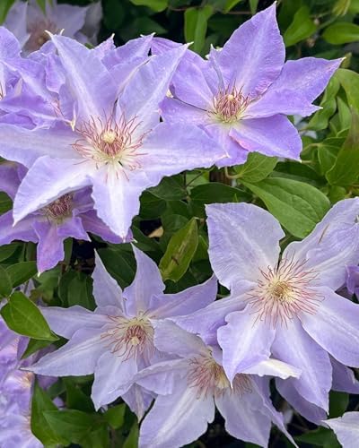 Perennial Farm Clematis Boulevard® Tranquilite™ Hybrid– Live Clematis Vine in 4 Quart Container, Pale Lavender Blooms, Compact Climber, Long Blooming, Ideal for Trellises, Containers & Fences - Image 2