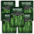 Rosemary Seeds for Planting – Survival Garden Seeds (5 Pack) by SurvivalGardenSeeds