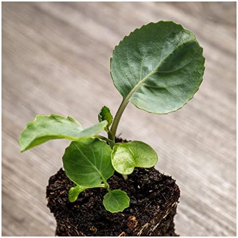 500 Copenhagen Market Early Cabbage Seeds - Gold Vault Jumbo Seed Packet - Image 5