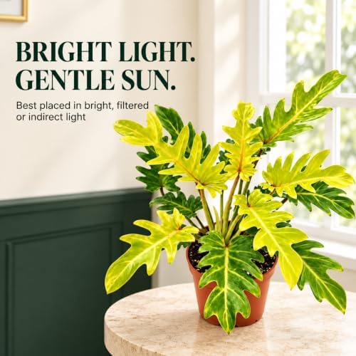 Philodendron Xanadu Golden Live Plant, 4 Inch Rare Variegated Houseplant - Image 6