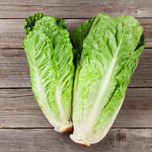 Seed Needs Romaine Lettuce Seeds Variety Pack of 2 Vegetables for Planting - Image 2