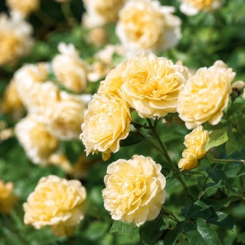 295+ Rose Tree Seeds, Perennial Flower Bush for Outdoor Home Garden Yard Landscape Decoration, Hardy Ornamental Flowering Shrub Gardening Gift - Image 2