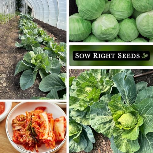 Sow Right Seeds - Golden Acre Cabbage Seed for Planting Vegetable Garden - Image 4