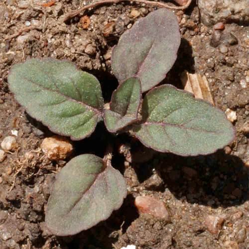 Seed Needs Lemon Mint Seeds to Plant an Herb Garden - 1 Pack - Image 7