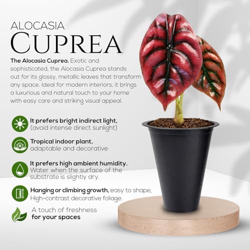 Alocasia Cuprea (4 Pack) Live Plant, Rare Indoor Alocasia, Metallic Leaf Elephant Ear, Tropical Houseplant Live, Starter Size Alocasia Plant, Exotic Foliage Houseplant for Home Decor Indoor Growing - Image 2